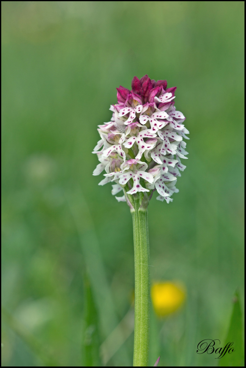 Neotinea ustulata